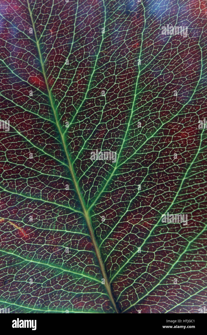 Hoja de Otoño con venas de ramificación Foto de stock