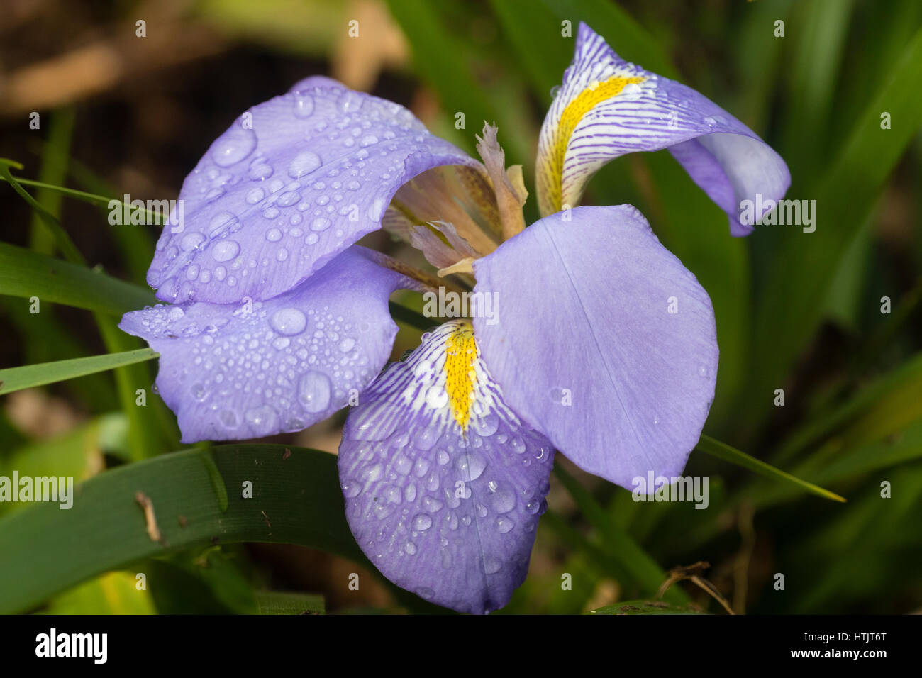 Las flores del invierno azul perene resistente, lazica Lazistan iris Iris Foto de stock