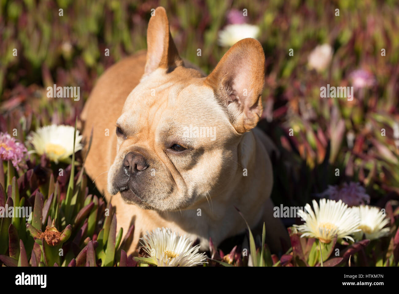 Frenchie Mi Bebe Fotos E Imagenes De Stock Alamy Frenchie Mi Bebe Fotos E Imagenes De Stock Alamy