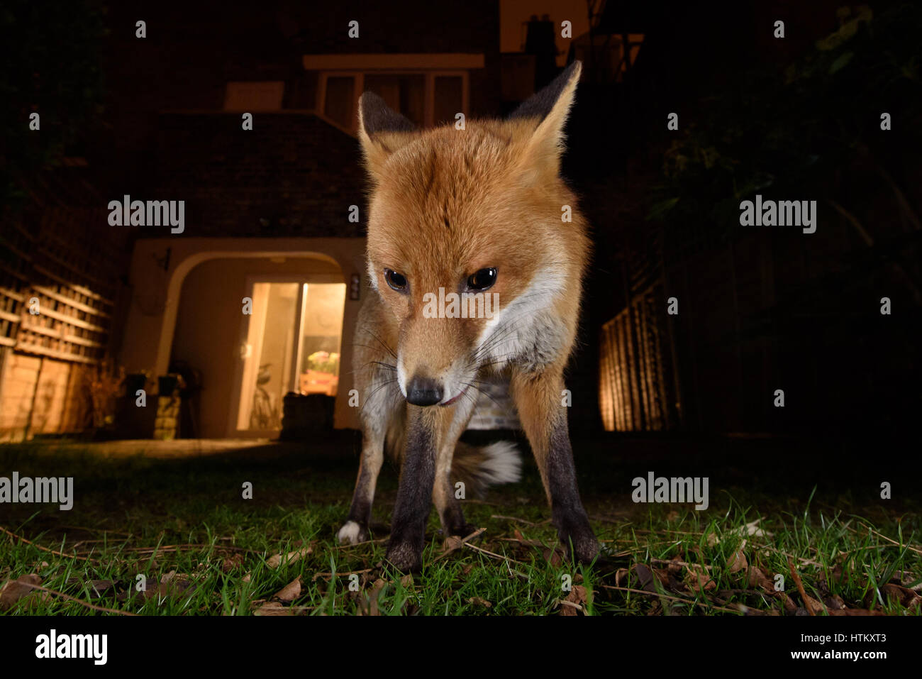 Fox merodea por alimentos en un jardín de Londres de noche Foto de stock