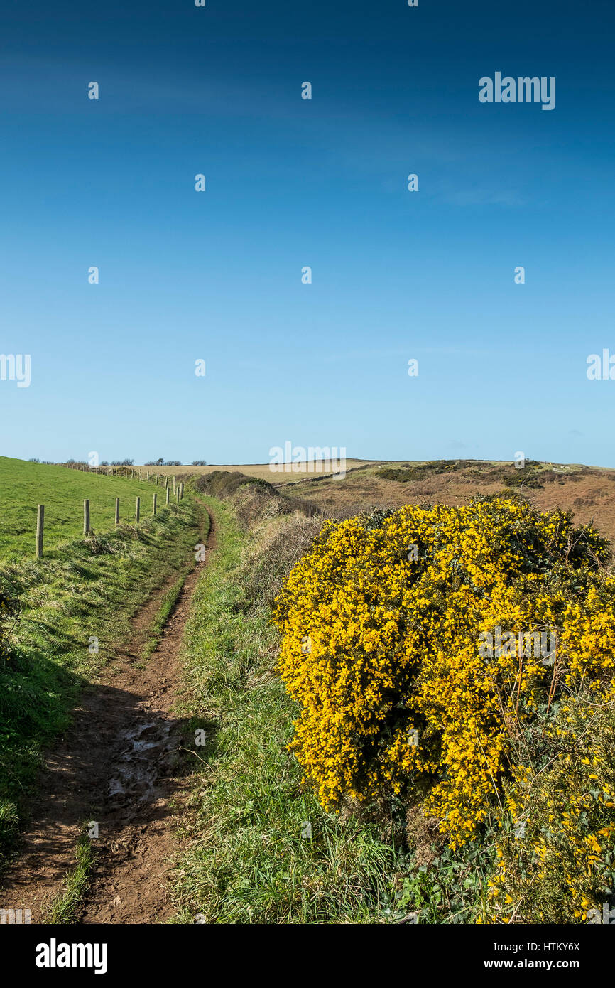 Garganta South West Coastal Path Pentire Headland Cornwall Foto de stock