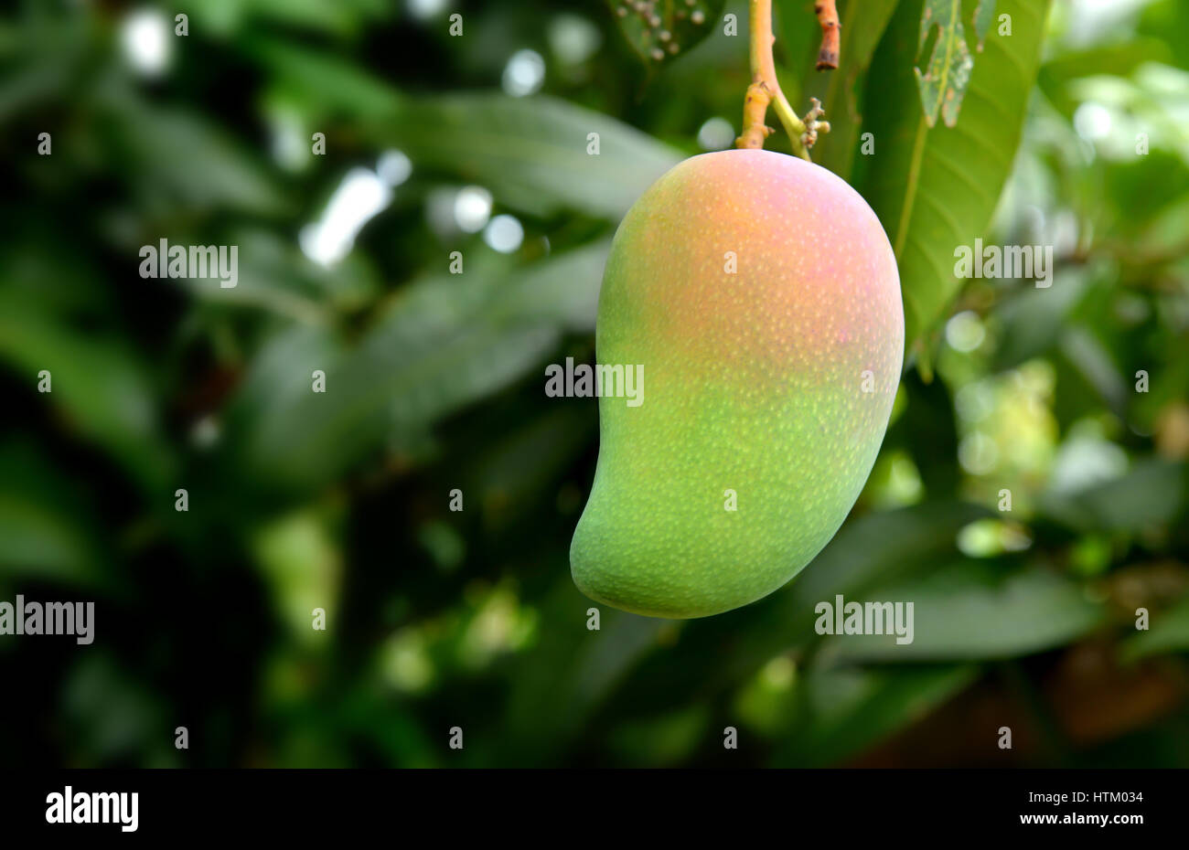 Mango verde tropical en la granja de sombra oscura en la iluminación exterior Foto de stock