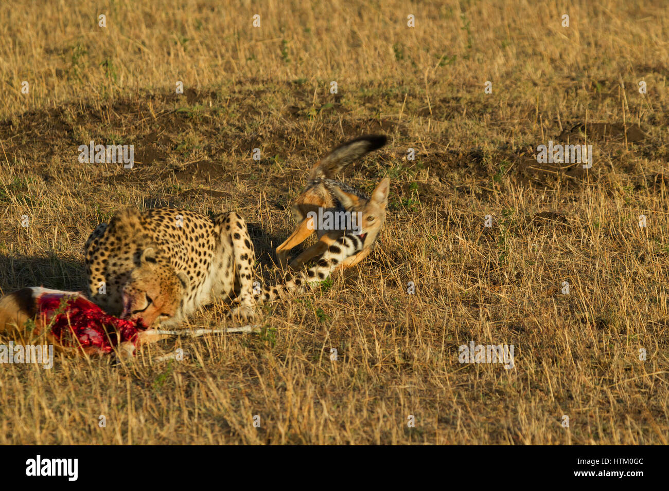 Guepardo (Acinonyx jubatus) alimentándose de su matar mientras un chacal tira de su cola, Reserva Nacional de Masai Mara, Kenia, África Oriental Foto de stock