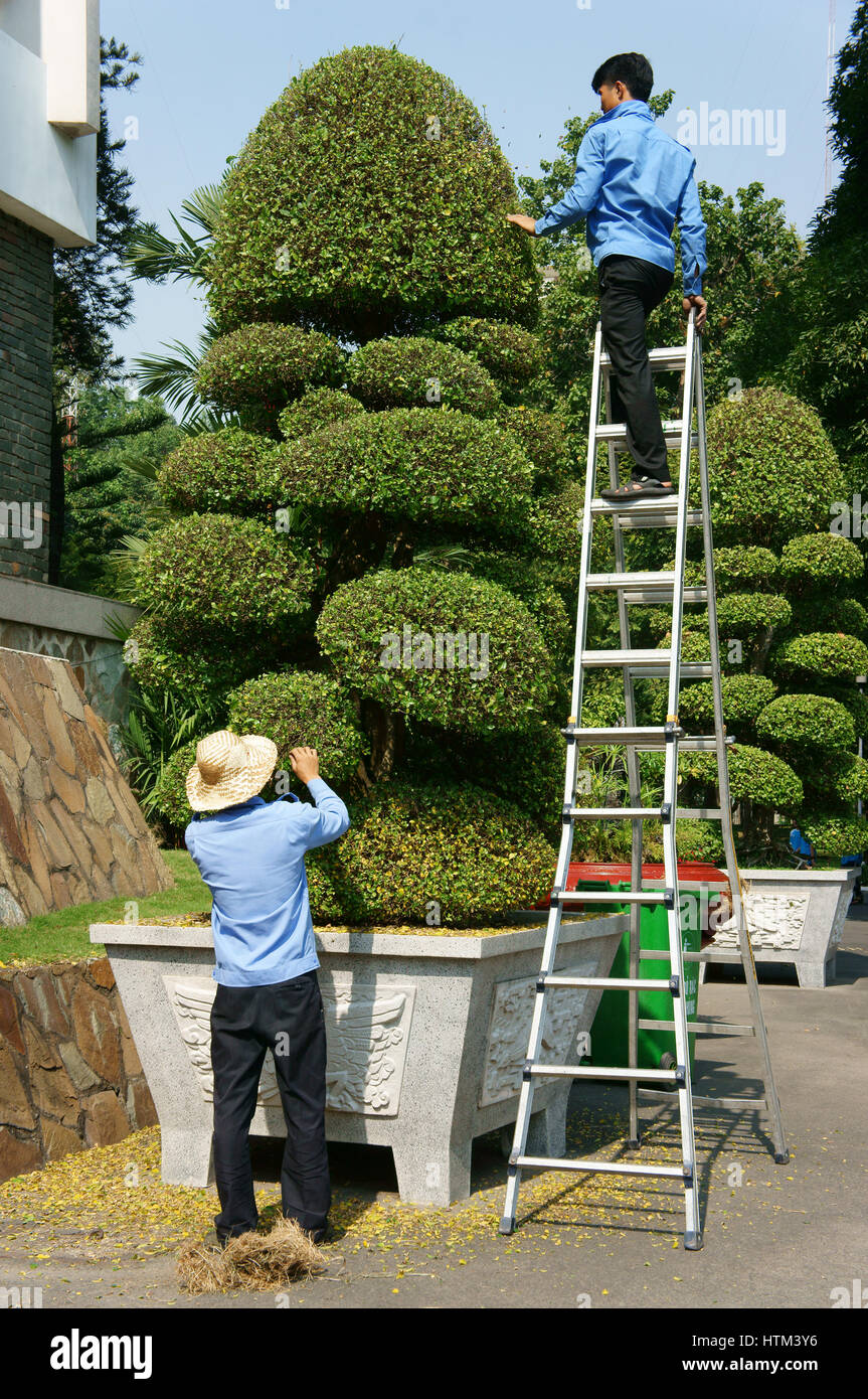 Ho Chi Minh (Viet Nam), hombre asiático escalada, trabajando en la escalera para cuidar plantas decorativas, trabajador vietnamita cortar bonsai, Vietnam Foto de stock
