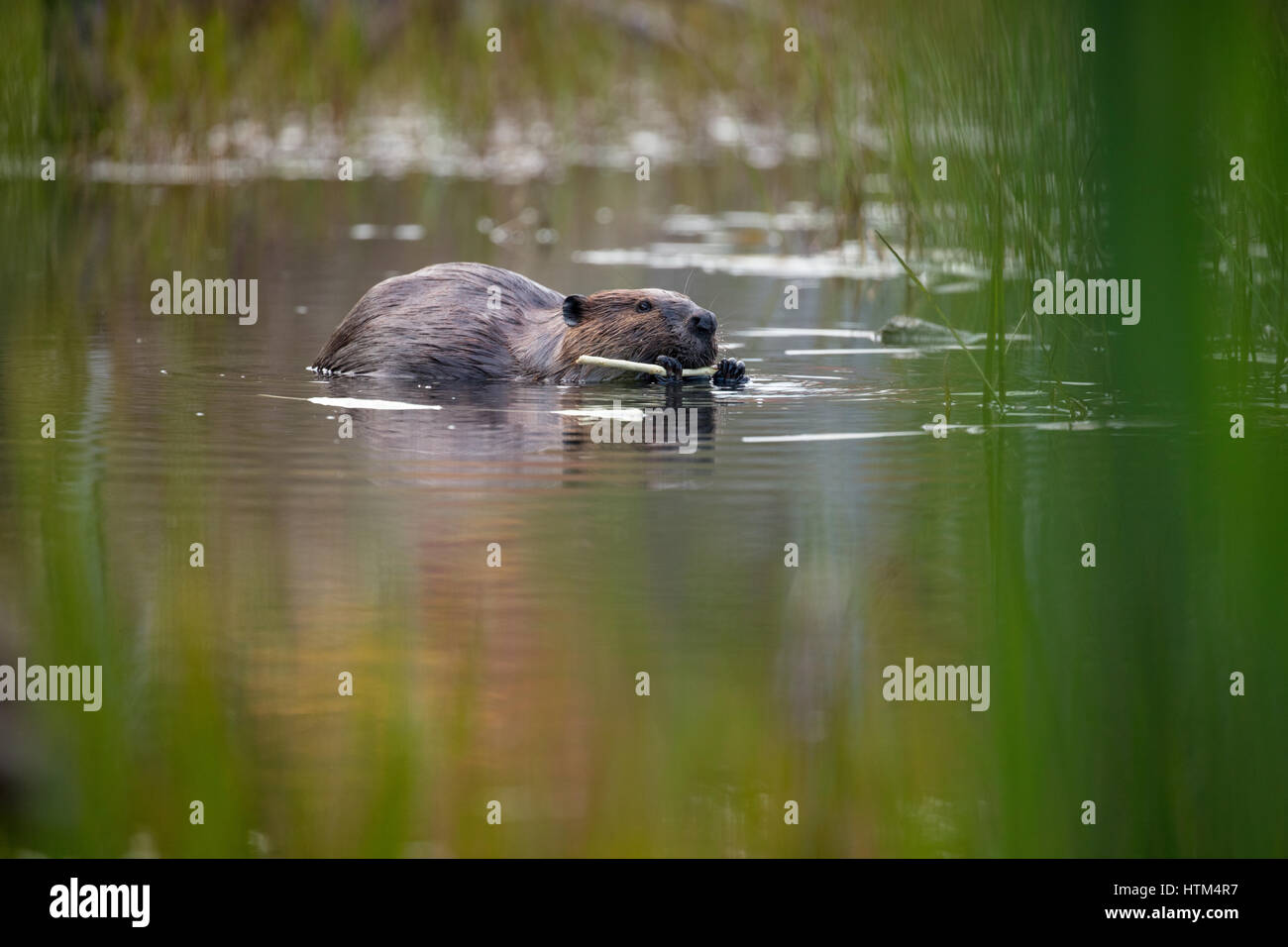 Un beaver alimentándose en una charca nr Whitefish Falls, distrito de Sudbury, Ontario, Canadá Foto de stock
