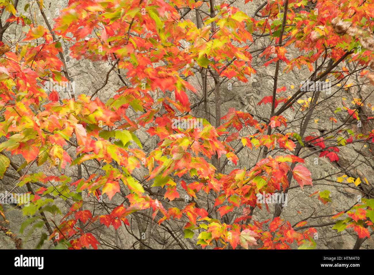 Colores de otoño los halos Frood lago Whitefish, nr Falls, distrito de Sudbury, Ontario, Canadá Foto de stock