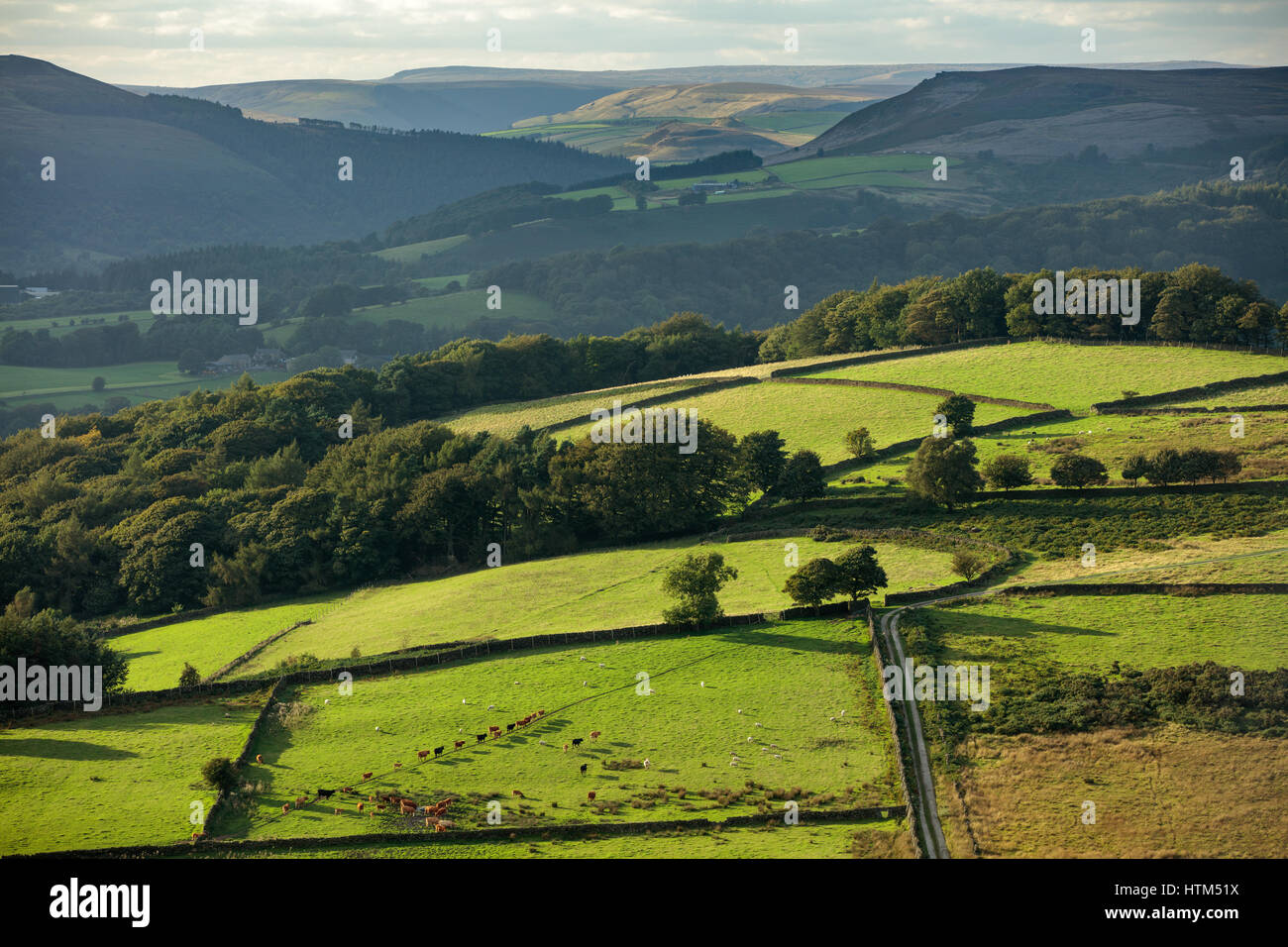 Ganado en un campo Callow siguiente banco Stanage Borde de Millstone, Edge, nr Hathersage, Derbyshire Peaks District National Park, Inglaterra, Reino Unido. Foto de stock