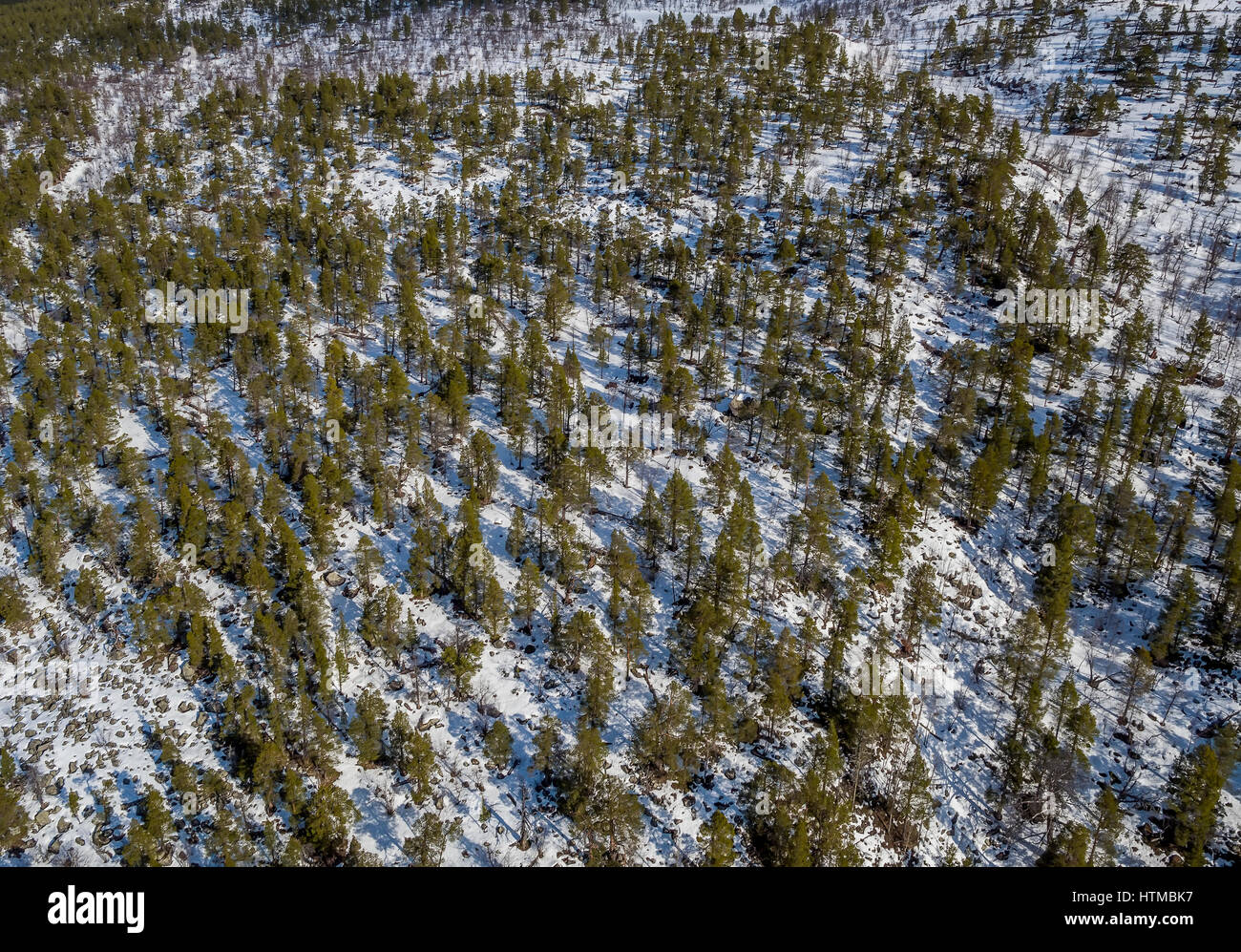 Bosque en el área de Laponia, Stora Sjofallet National Park, Laponia, Suecia. Zona de Patrimonio Mundial. Foto de stock