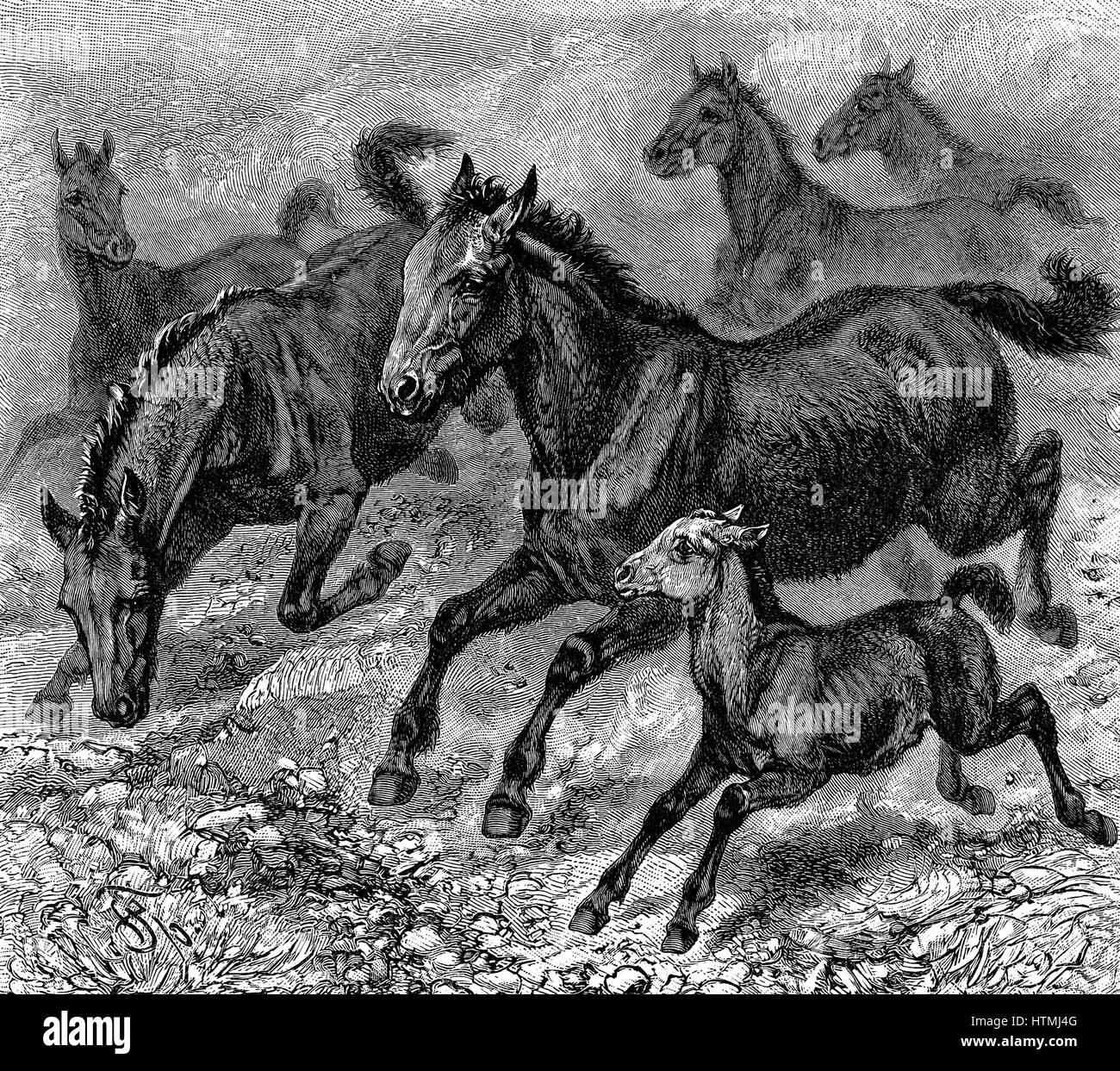 Manada de Tarpan, el caballo salvaje prehistórico que se extinguió a fines del 1800. Creación genética moderna hecha en 1930 utilizando razas de pony con Tarpan ascendencia. Grabado en madera de 1893. Foto de stock