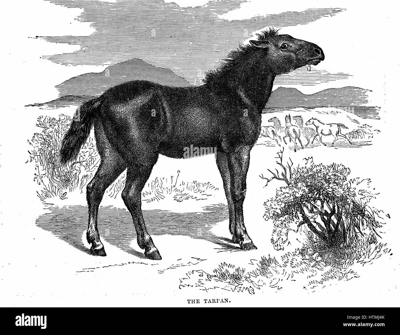 Tarpan, el caballo salvaje prehistórico que se extinguió a fines del 1800. Creación genética moderna hecha en 1930 utilizando razas de pony con Tarpan ascendencia. Grabado en madera de 1884. Foto de stock