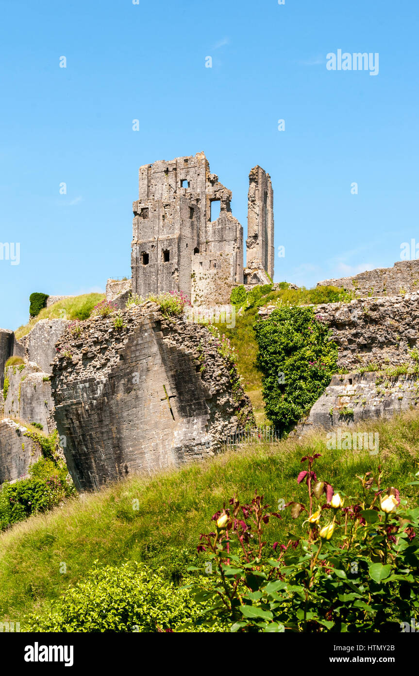 El mantener de las románticas ruinas de 1000 años el castillo Corfe permanente caído encima de una torre y murallas, en medio de una profusión de flores silvestres Foto de stock