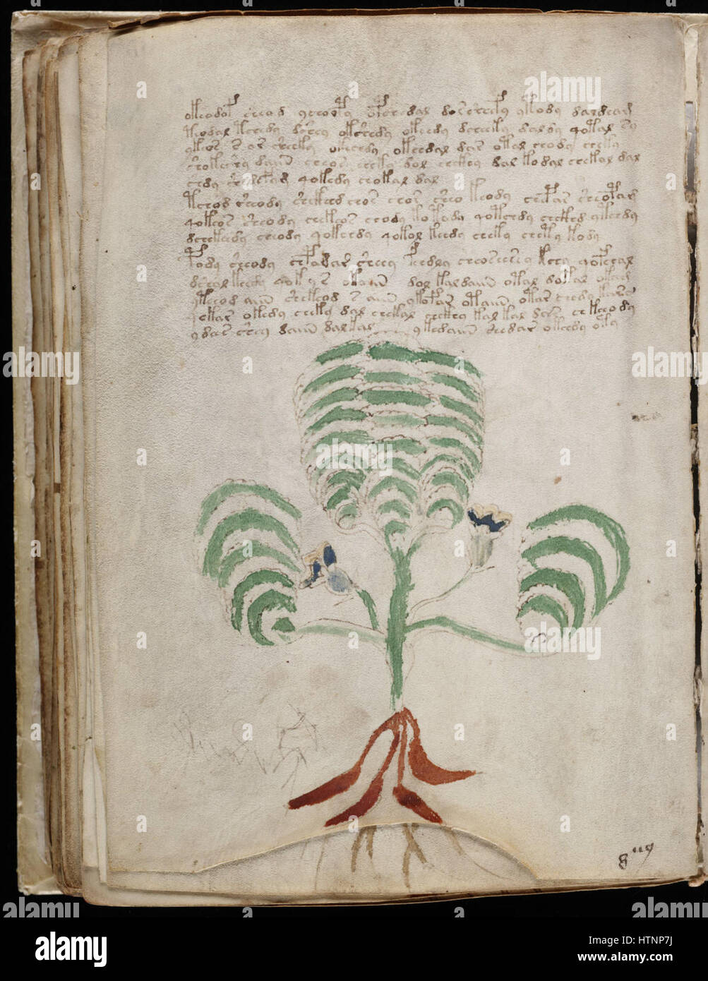 Manuscrito Voynich (120) Foto de stock