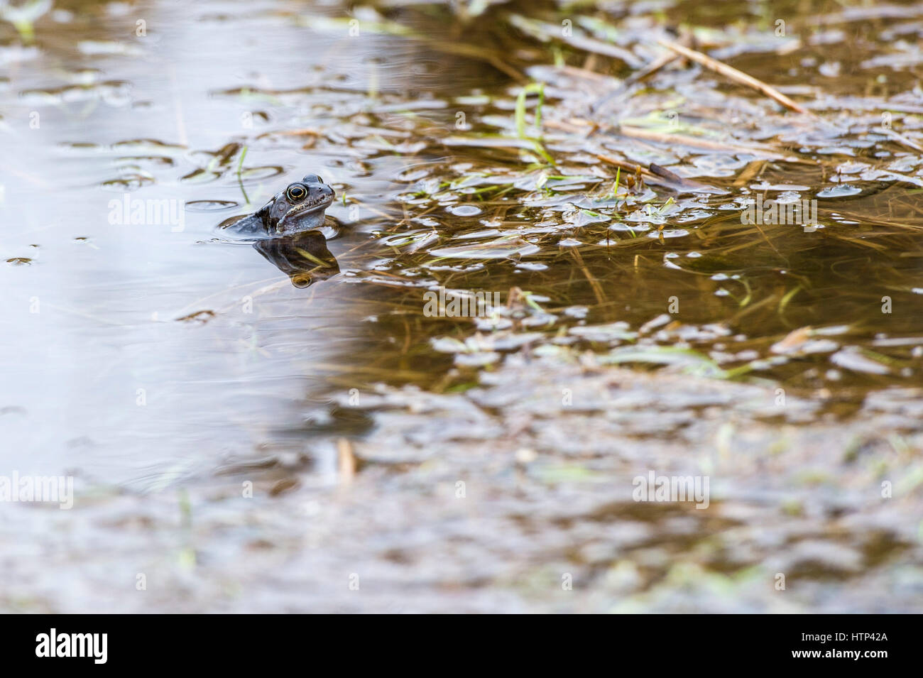 Las ranas comunes en un estanque cerca de Inverness, en las Tierras Altas de Escocia. Las ranas se habían devuelto al agua para fines de acoplamiento . Foto de stock