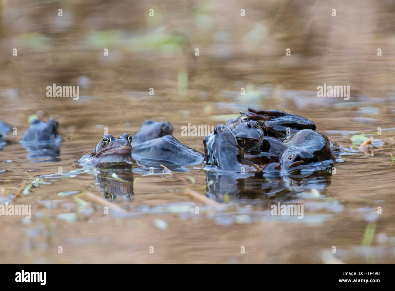 Un nudo de Ranas Comunes apareamiento sobre un día de la primavera en Escocia. A fin de asegurarse de que el esperma alcance los óvulos, el varón y la mujer entrar en una postura de apareamiento denominado amplexus. El macho se sube a la espalda de la hembra y cierres de sus patas delanteras alrededor de su centro. Las ranas pueden permanecer en amplexus durante horas o incluso días, como la hembra suelta como pocos a uno o a varios centenares de huevos. Foto de stock