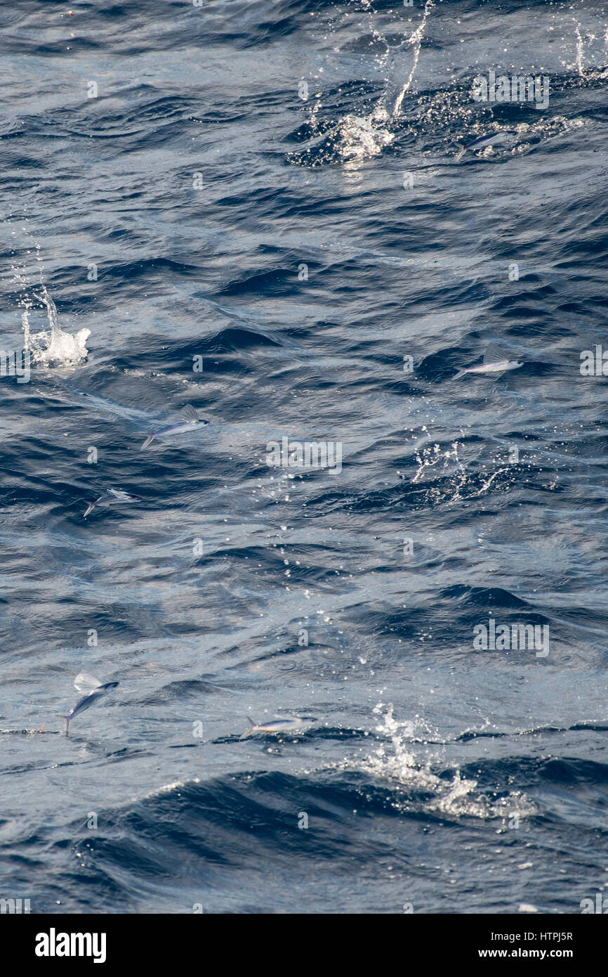Grupo, escuela o cardumen de peces voladores, en medio del aire, nombre científico desconocido, varios cientos de millas de Mauritania, África, el Océano Atlántico. Foto de stock