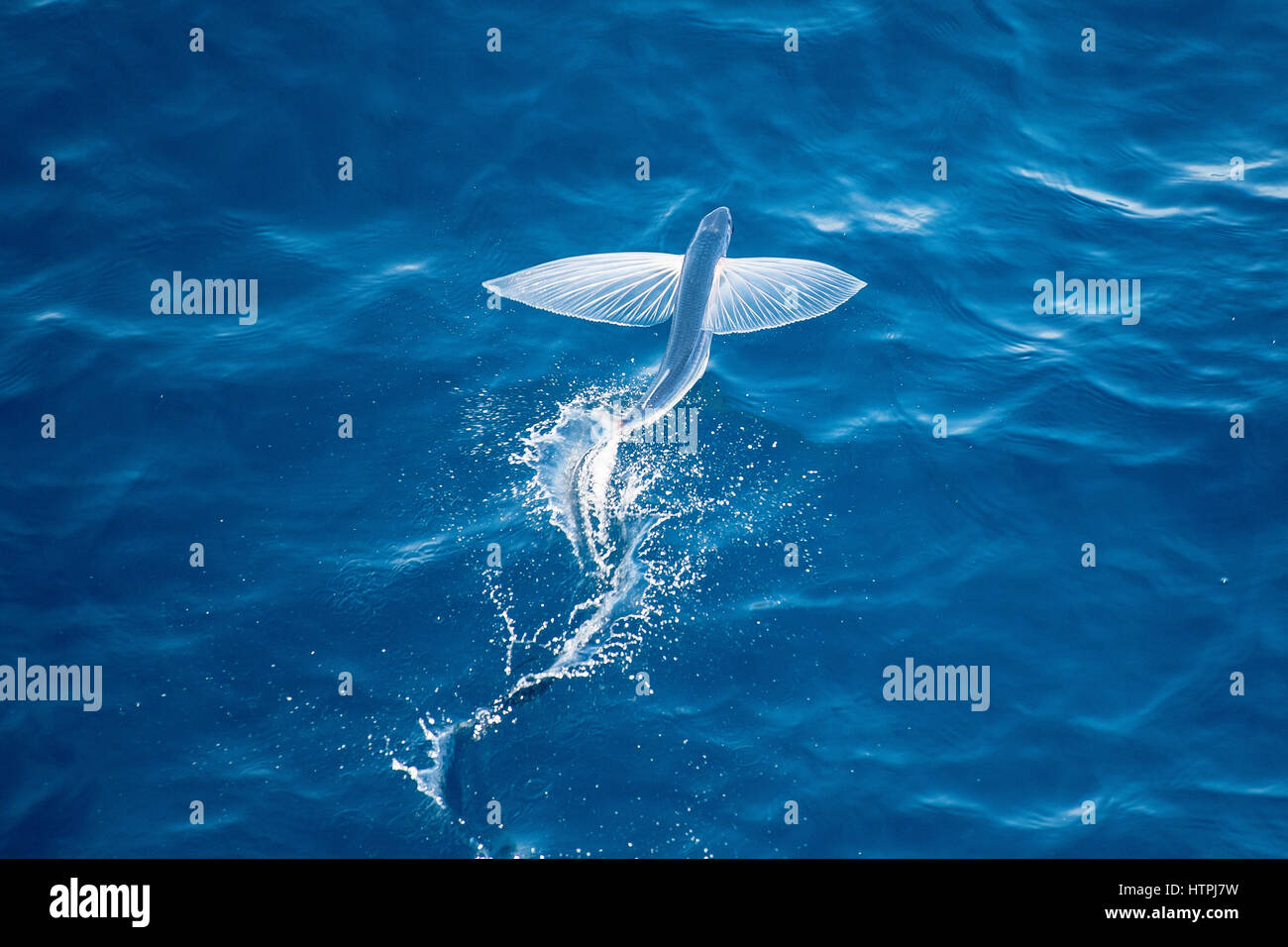 Especies de peces voladores en medio del aire, nombre científico desconocido, varios cientos de millas de Mauritania, el Norte de África, el Océano Atlántico. Foto de stock