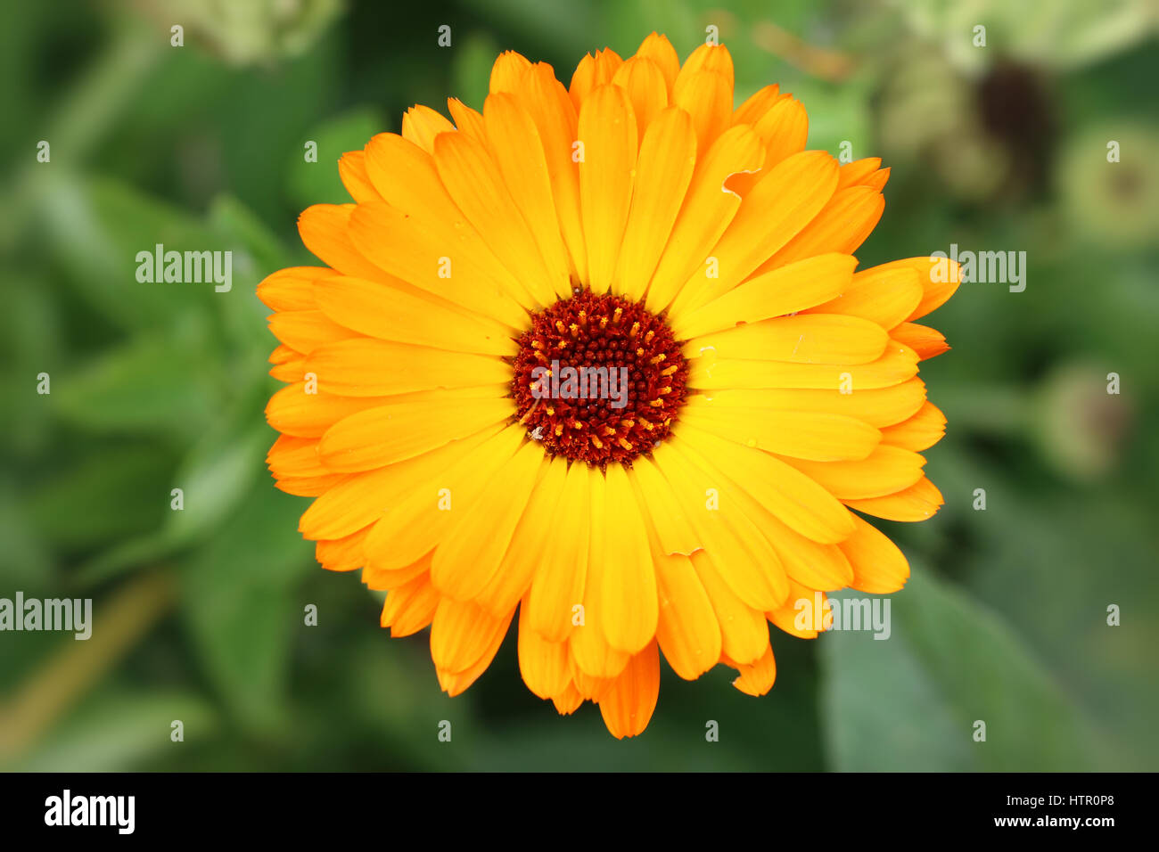 Detalle de la flor de la caléndula - hierba medicinal Foto de stock