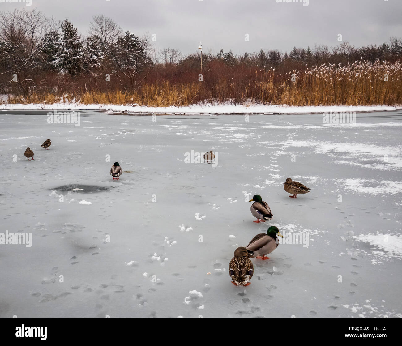 Patos caminando en un grupo sobre el Lago Ontario congelado haciendo una secuencia. Foto de stock