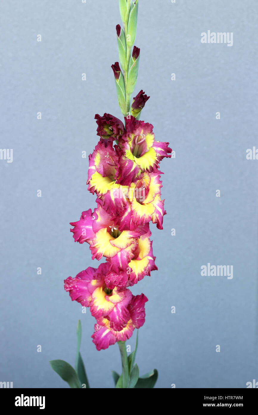 Blooming Gladiola flores aisladas contra un fondo gris Foto de stock