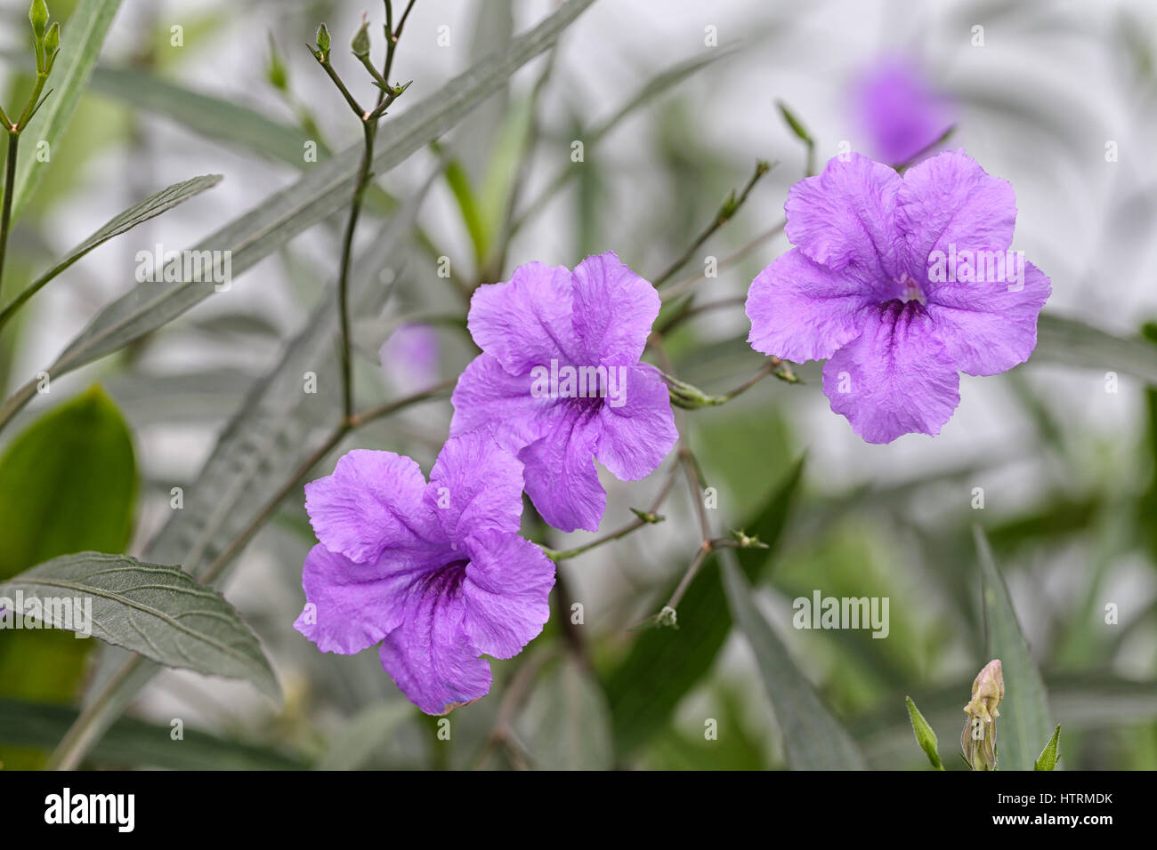 Flor morada de minnieroot o chasquidos pod en la flora jardín, jardín tropical en Tailandia. Foto de stock