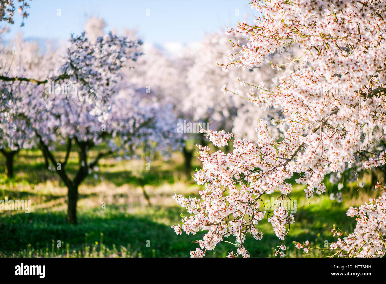 Delicadas flores de árboles frutales en primavera en huerto Fotografía de  stock - Alamy