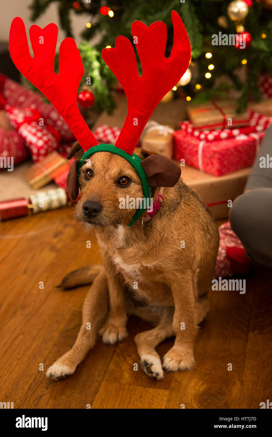 Foto de un perro disfrazado de reno de Navidad Fotografía de stock - Alamy