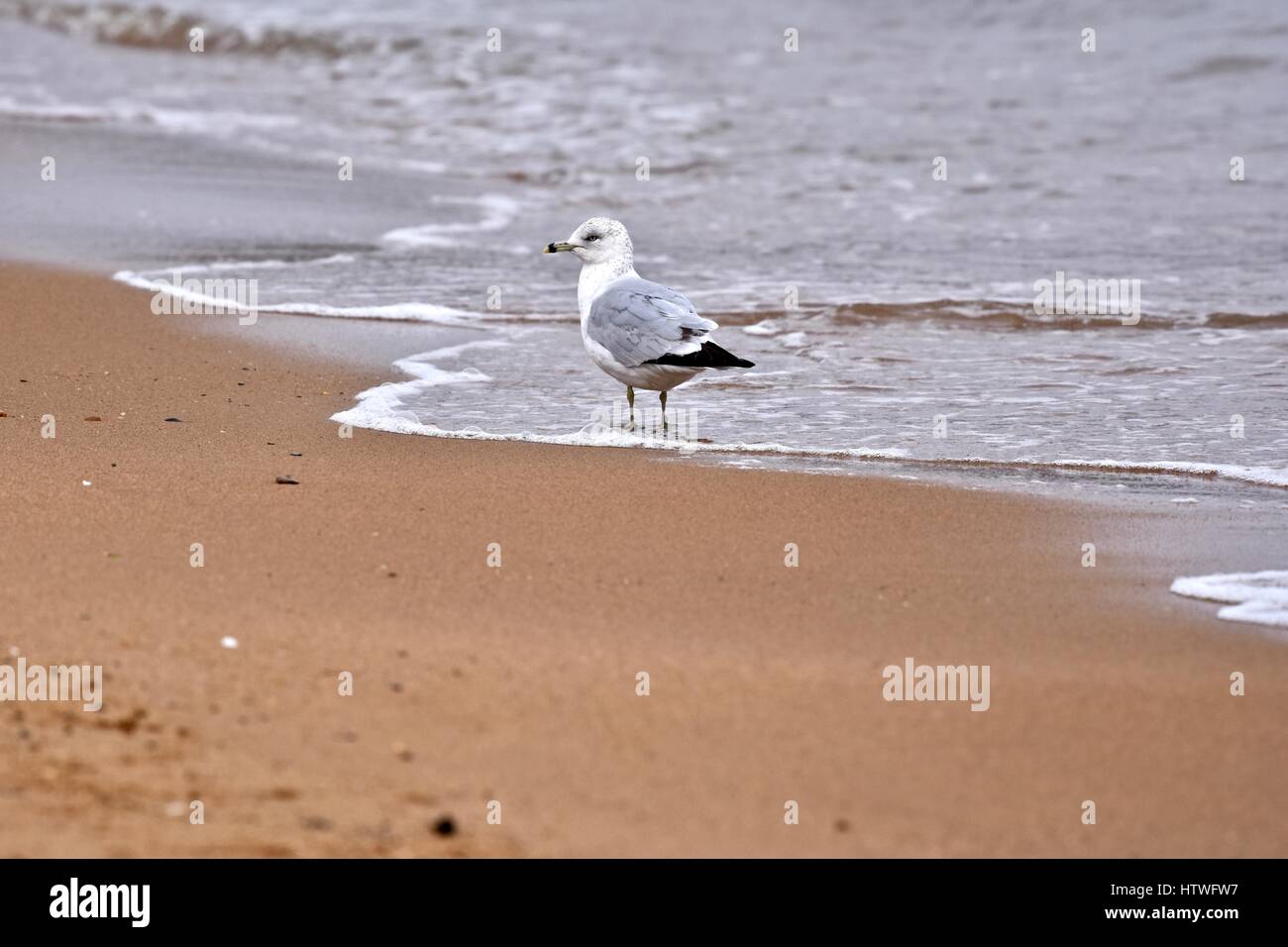 Annapolis, MD, EE.UU. - Marzo 14, 2017: una gaviota (Laridae) sentado en la playa en el Sandy Point State Park. Foto de stock