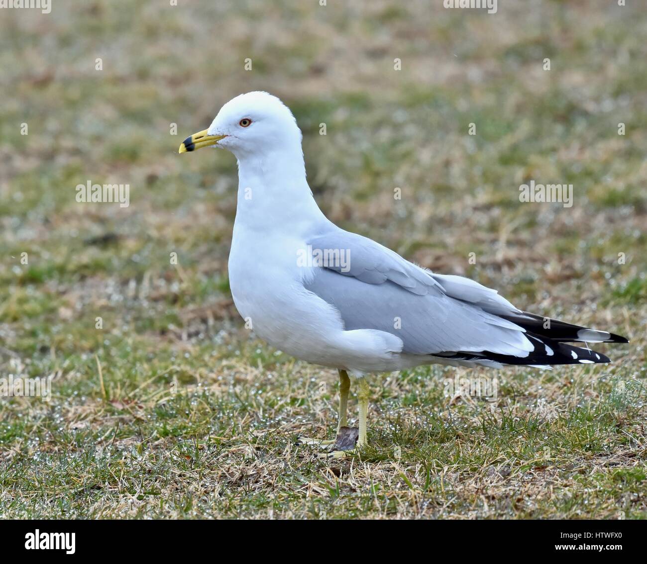 Annapolis, MD, EE.UU. - Marzo 14, 2017: una gaviota (Laridae) se encuentra en la hierba en el Sandy Point State Park. Foto de stock