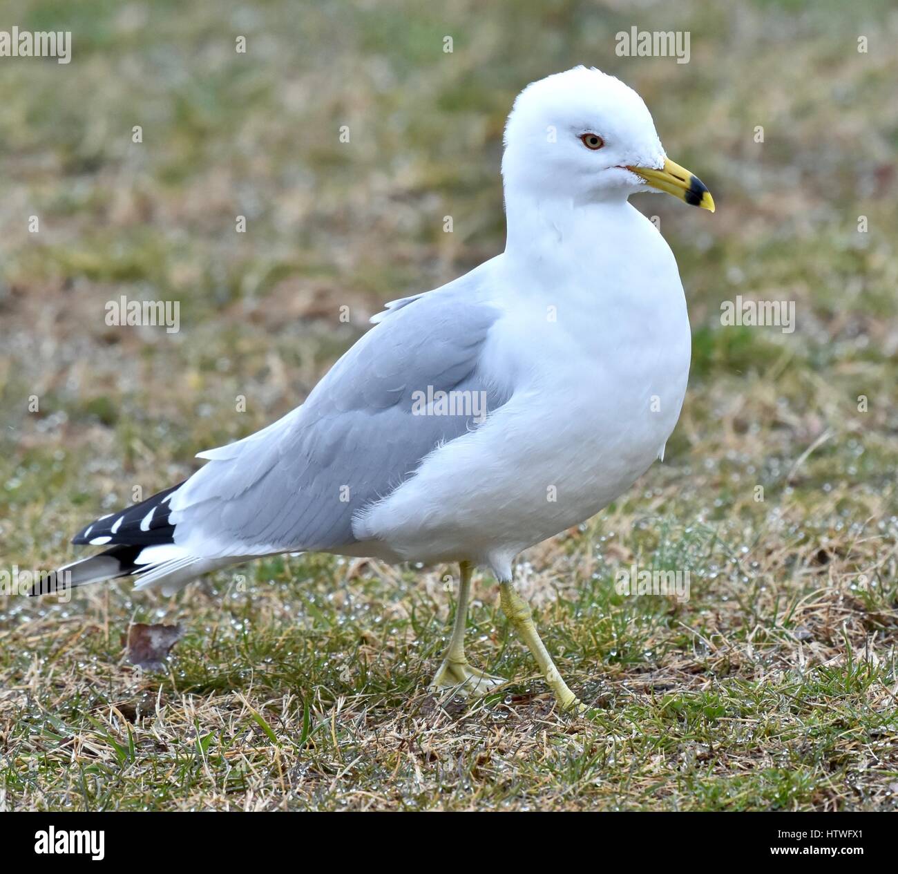 Annapolis, MD, EE.UU. - Marzo 14, 2017: una gaviota (Laridae) se encuentra en la hierba en el Sandy Point State Park. Foto de stock