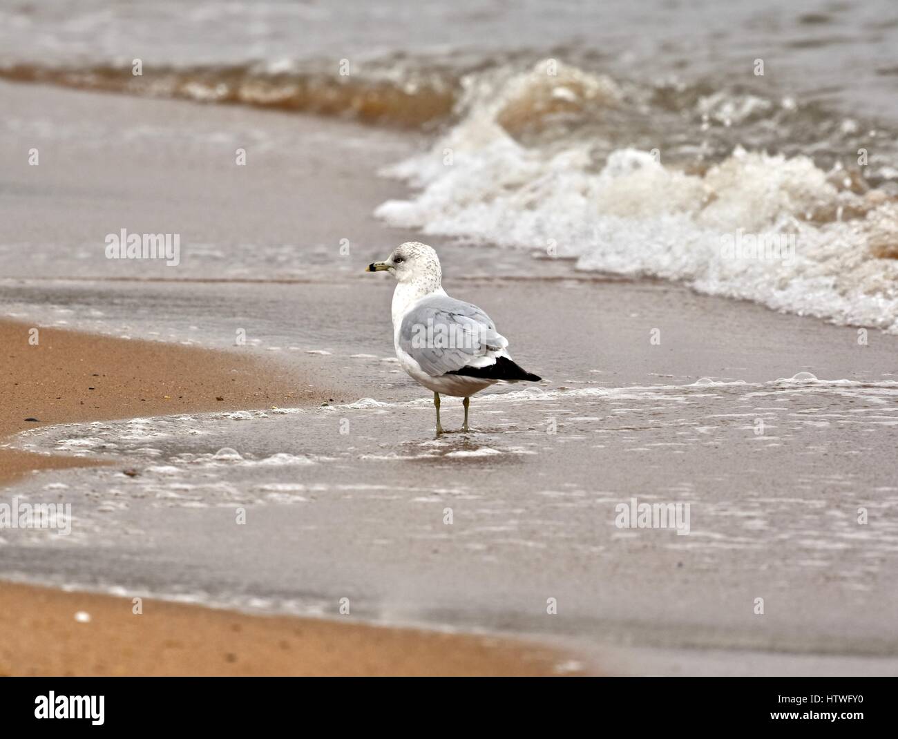 Annapolis, MD, EE.UU. - Marzo 14, 2017: una gaviota (Laridae) sentado en la playa en el Sandy Point State Park. Foto de stock