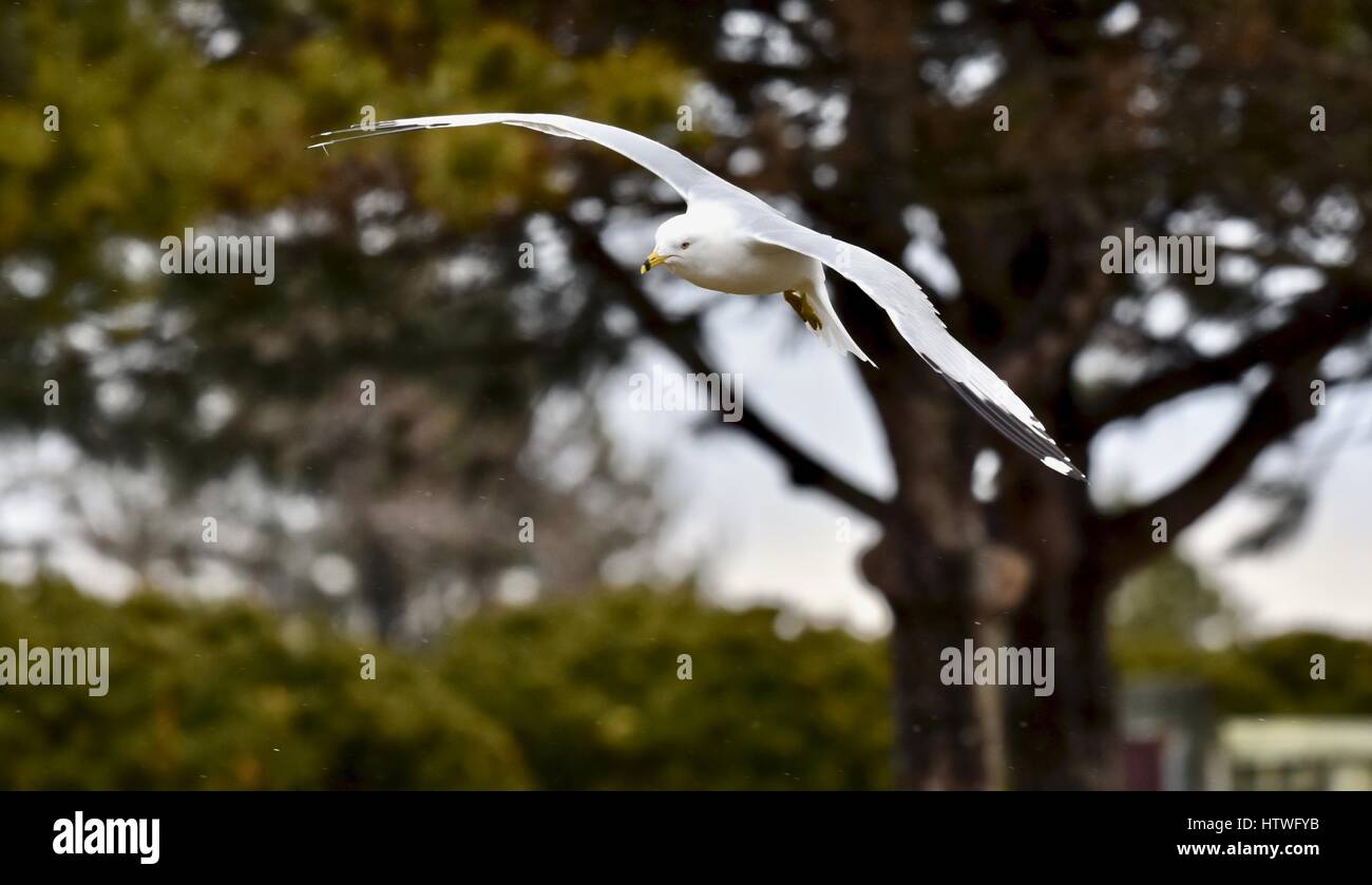 Annapolis, MD, EE.UU. - Marzo 14, 2017: una gaviota (Laridae) volando hacia la bahía en el Sandy Point State Park. Foto de stock