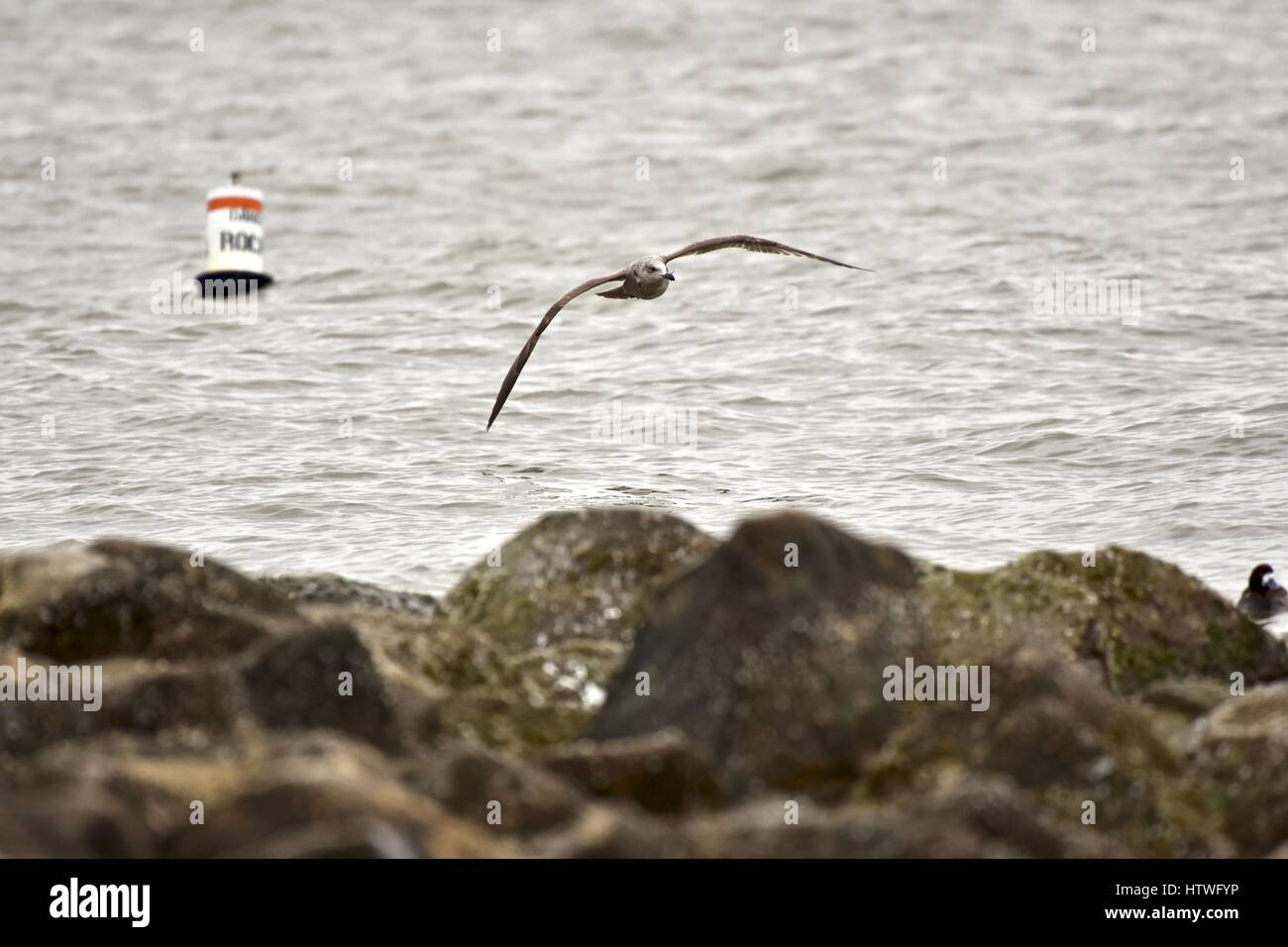 Annapolis, MD, EE.UU. - Marzo 14, 2017: una gaviota (Laridae) que volaban a baja altura sobre la bahía en el Sandy Point State Park. Foto de stock