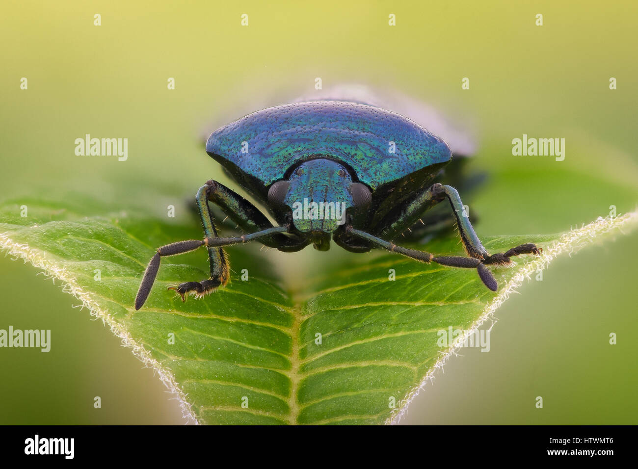 Ampliación extrema - Azul, Zicrona shieldbug Caerulea Foto de stock