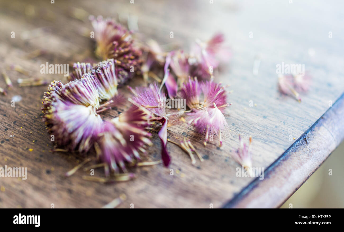 Margarita gerbera púrpura semillas secas en el cuadro macro closeup Foto de stock