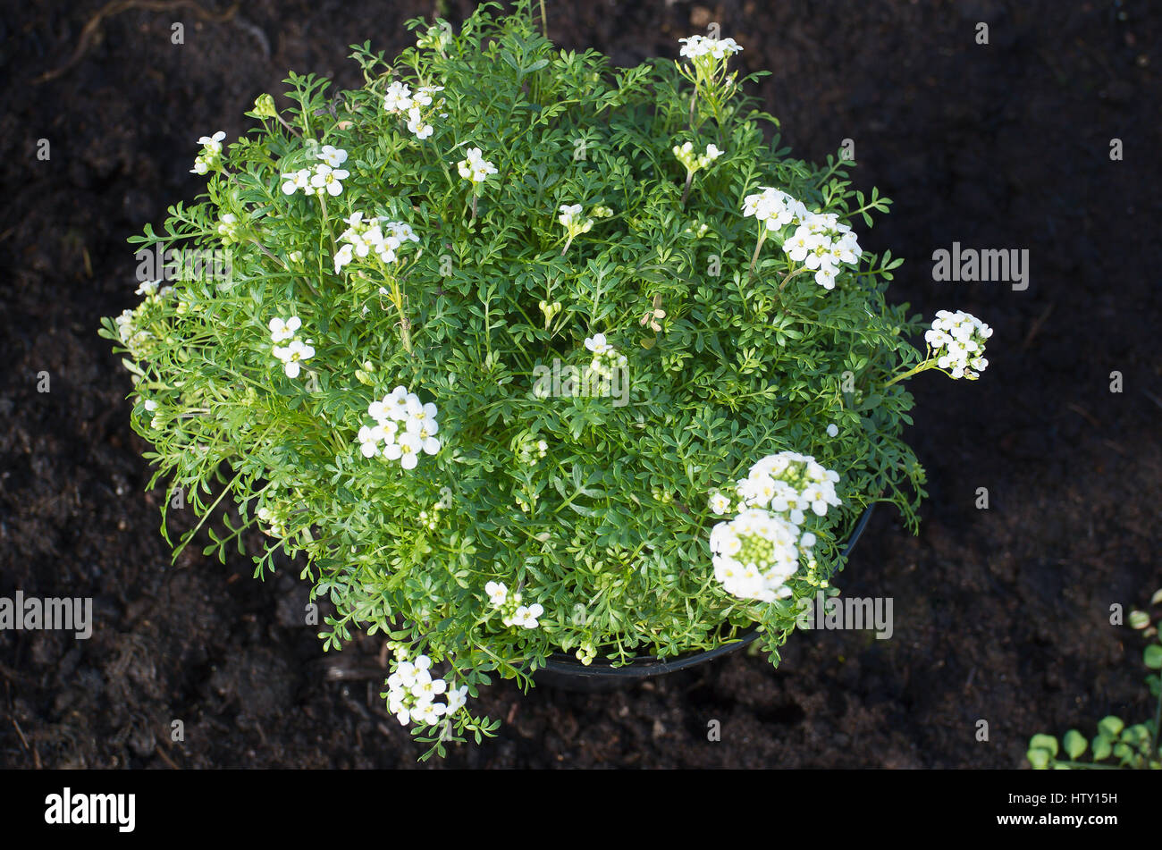 Pritzelago Ice Cube en flor en marzo listas para ser plantadas en un parterre de plantas alpinas Foto de stock