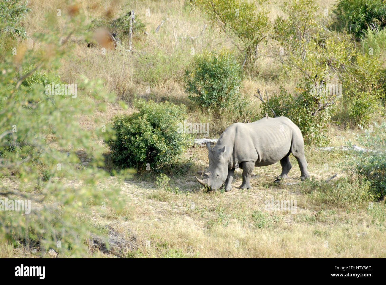 El rinoceronte blanco del pastoreo, Sudáfrica Foto de stock