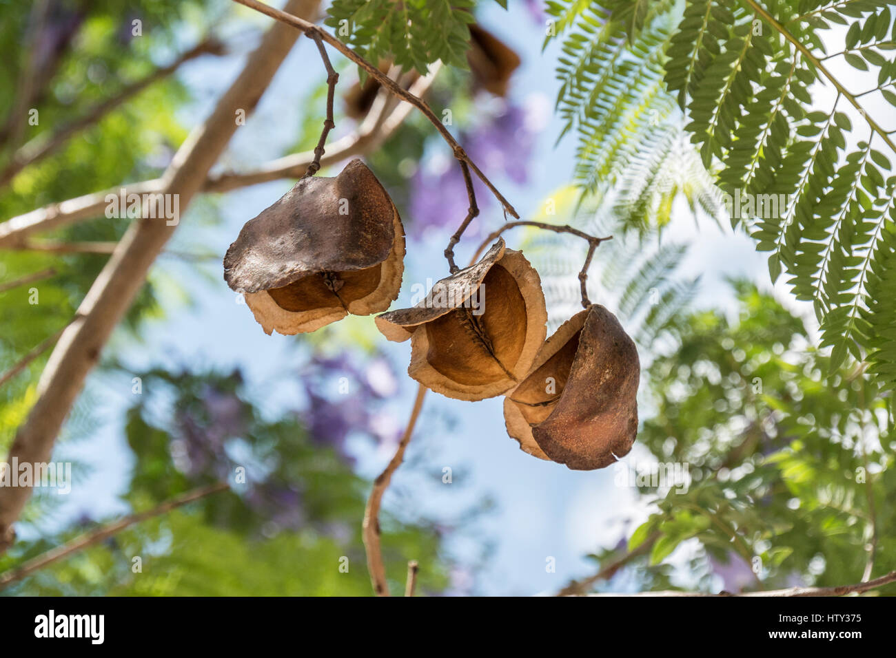 Jacaranda vainas, semillas de árbol Fotografía de stock - Alamy