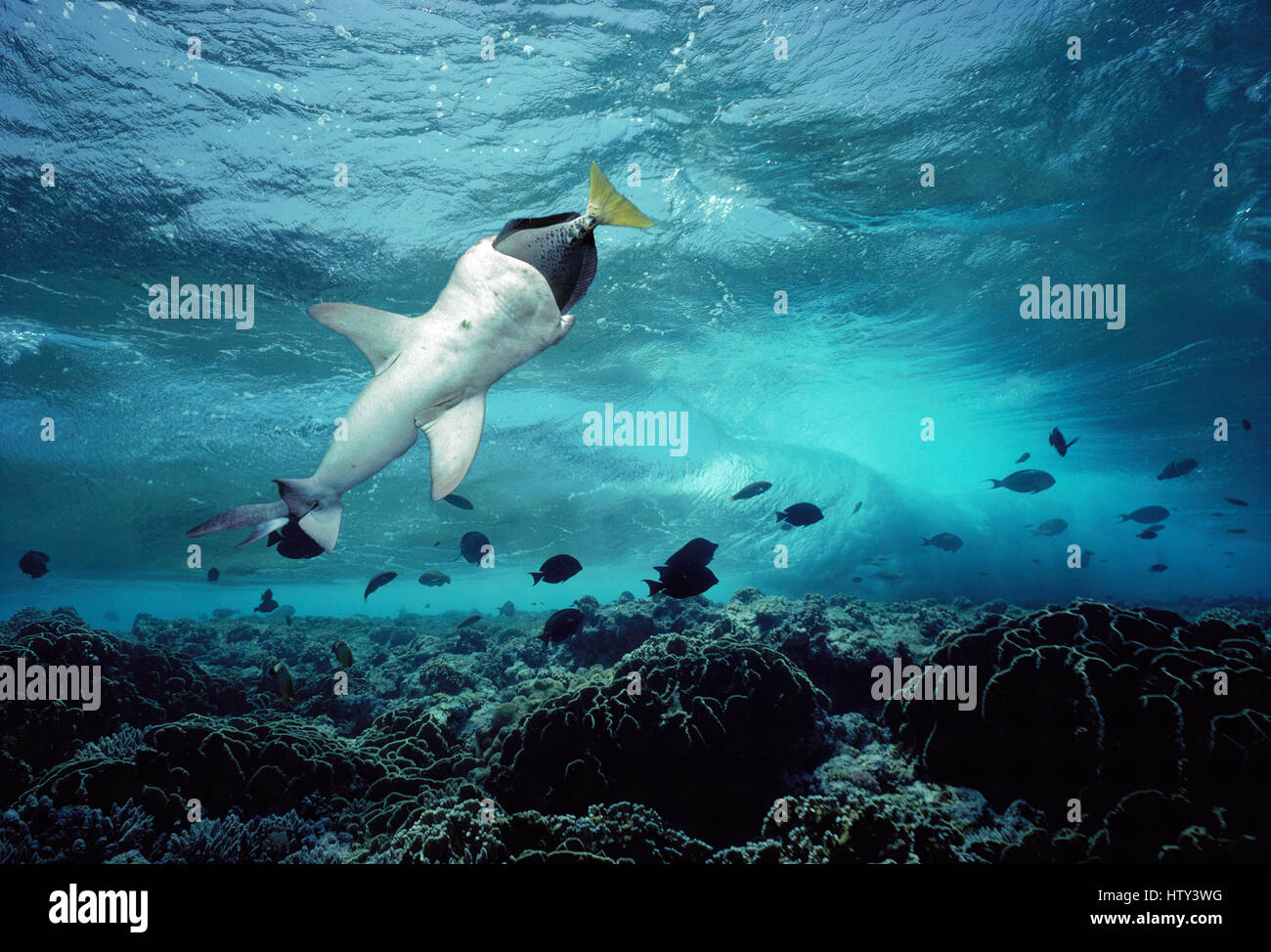 Whitetip tiburones de arrecife (Triaenodon obesus) comiendo Yellowtailed (pez cirujano Prionurus laticlavius), la Isla del Coco, Costa Rica - . Manipulado digitalmente Foto de stock