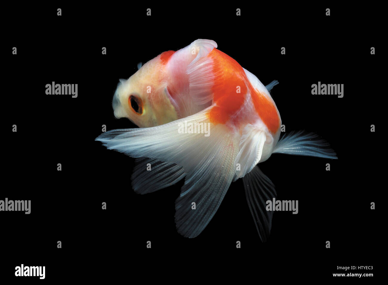 Goldfish nadando en Fish Tank Foto de stock