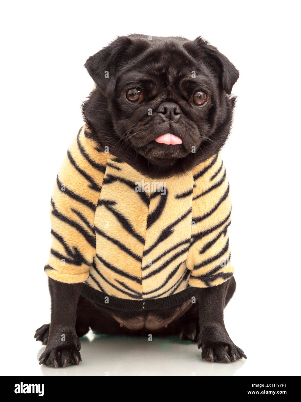Cachorro pug negro pequeño vestido en Tiger imprimir hoodie ropa aislado sobre fondo blanco modelo liberación: de la Propiedad nº: Sí (DOG Fotografía de stock - Alamy