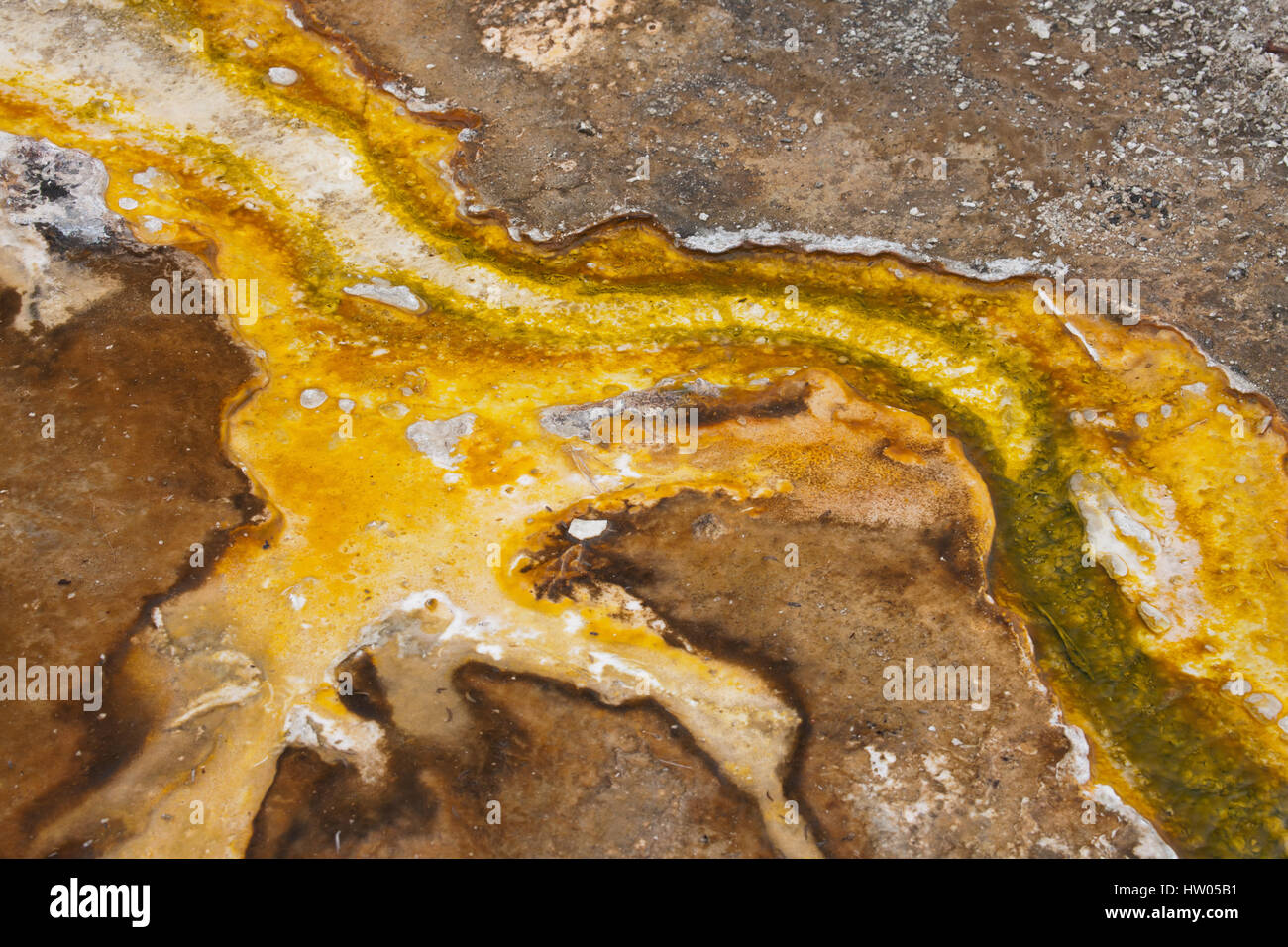 Bacterias termales mat en el Parque Nacional Yellowstone, Wyoming, EE.UU. Foto de stock