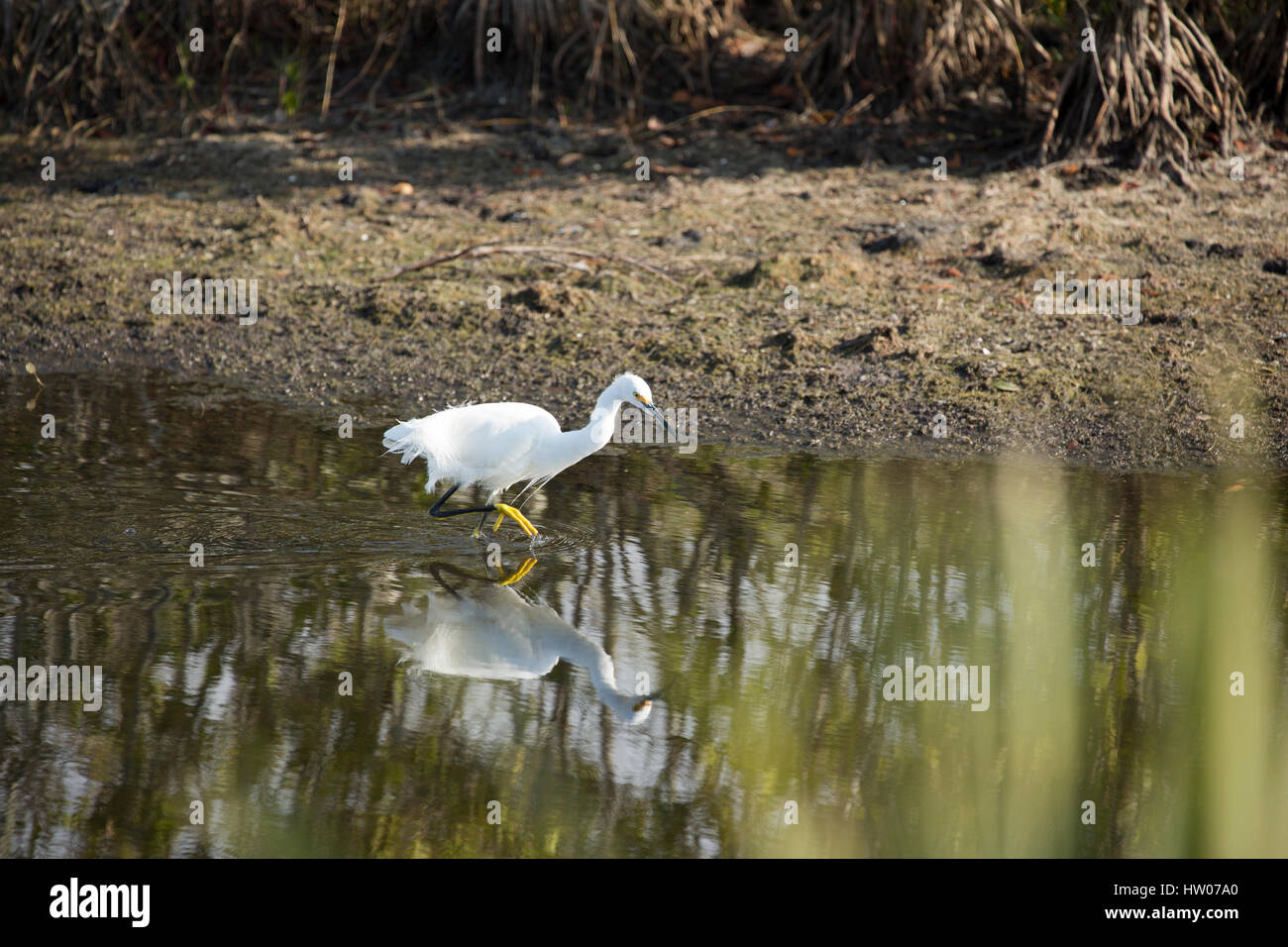 Garcetas blancas en el punto negro de la Unidad de Vida Silvestre, Merritt Island National Wildlife Refuge, FL. Foto de stock