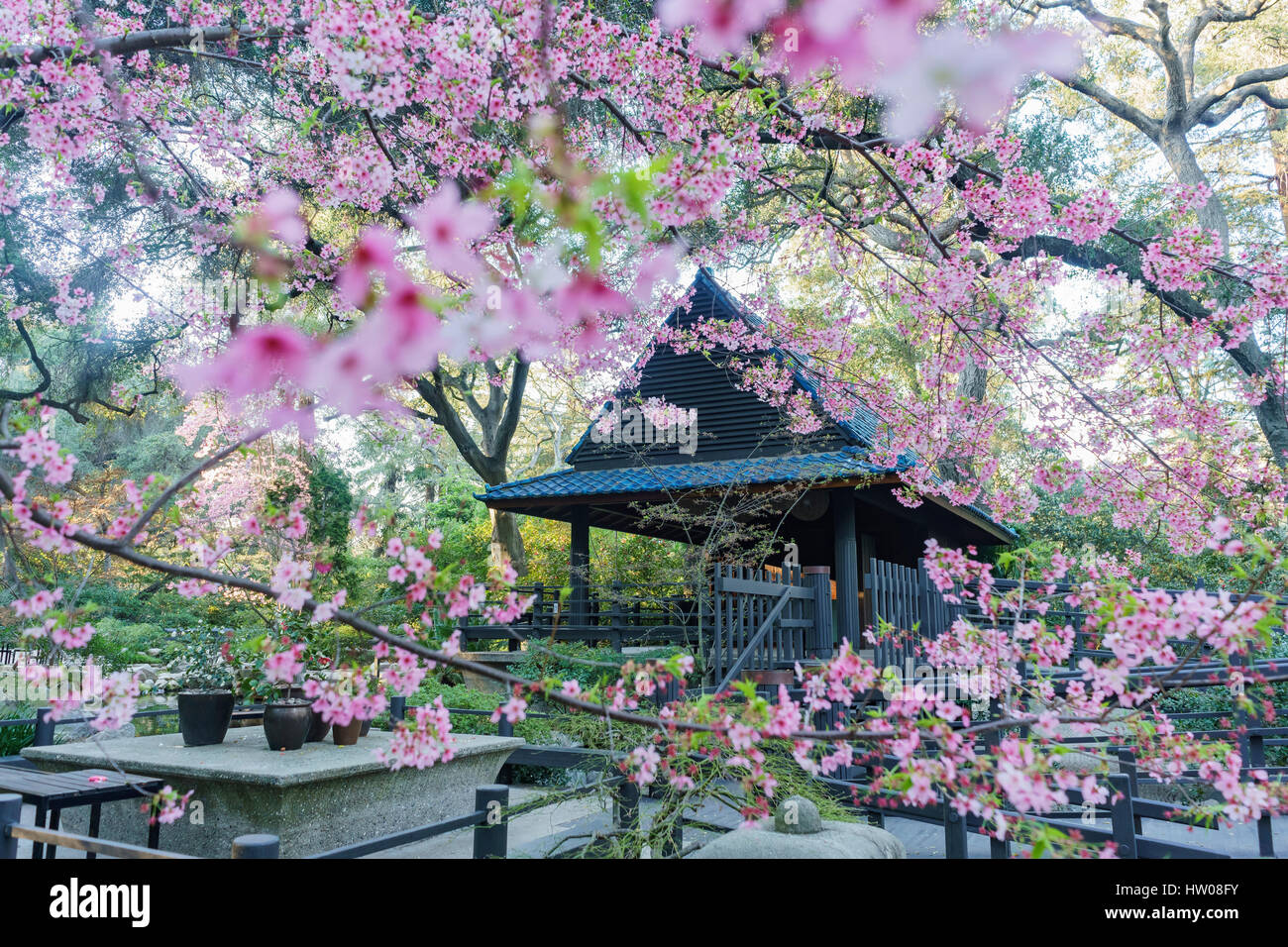 Hermosa flor de cerezo en el Jardín Japonés de descanso Jardín, Los  Angeles, California Fotografía de stock - Alamy