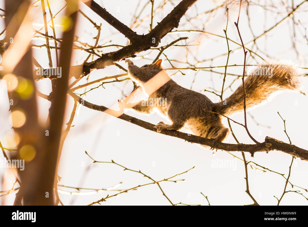 La ardilla en un árbol, obteniendo las tuercas Foto de stock