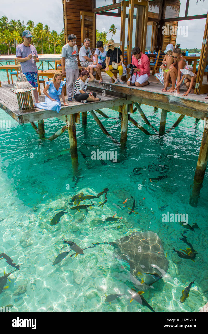 Maldivas Rangali Island. Conrad Hilton Resort. Nadar con tiburones pescados. Foto de stock