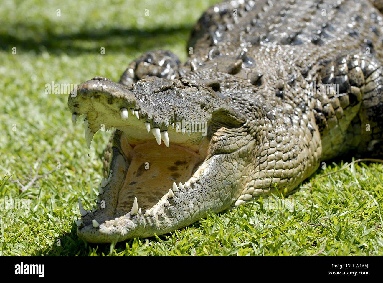 Cocodrilo, Krokodil Foto de stock