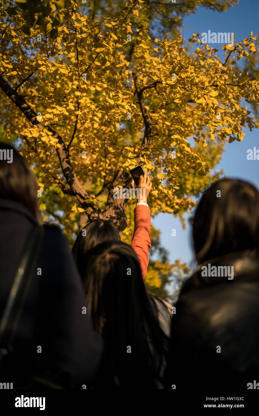 Las mujeres jóvenes tomar fotografías bajo el árbol gingko Beijing China Foto de stock
