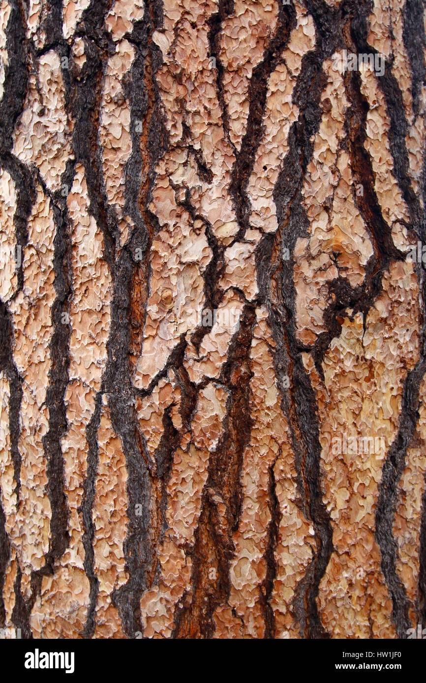 Detalle del árbol de corteza escamosa Foto de stock