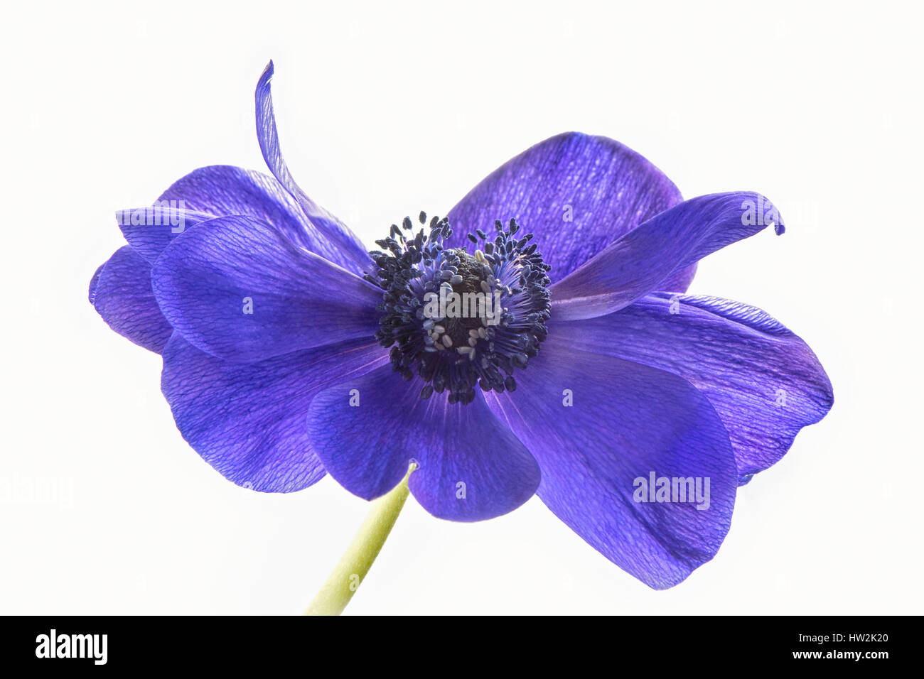 Clave alta imagen de la hermosa primavera anémona de floración de Caen flor violeta, también conocido como el windflower, adoptadas contra un fondo blanco. Foto de stock