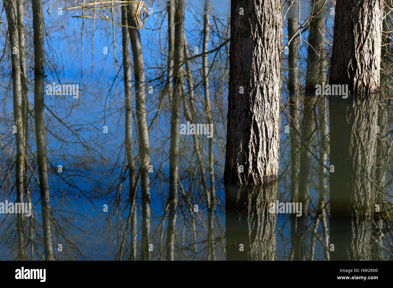 Bosque inundado el paisaje con troncos de árboles cubiertos de agua